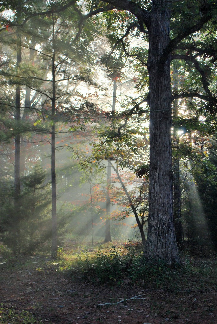 st. bernard 2014-2015 004